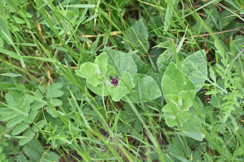 Chthamalia biflora, photograph 3