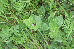Vince Hale, CC0, iNaturalist via GBIF Chthamalia biflora, photograph Vince Hale, CC0, iNaturalist via GBIF