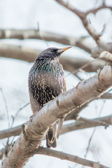 Sturnus vulgaris