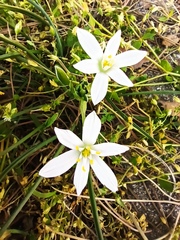 Ornithogalum umbellatum