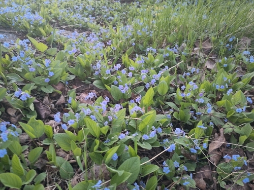 Omphalodes verna, photograph 6