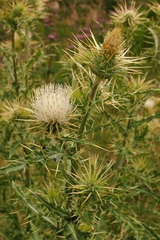 Cirsium semenovii