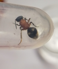 Trogaspidia maritima