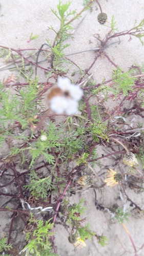 Ursinia chrysanthemoides, photograph 2