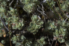 Pimelea mesoa mesoa