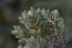 Pimelea mesoa mesoa
