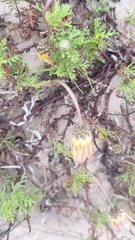 Ursinia chrysanthemoides
