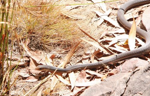 Photo of a Papuan Whip Snake (Demansia papuensis)