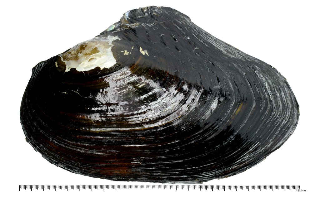 Cristaria