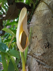 Monstera dissecta