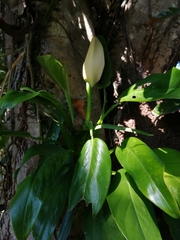 Monstera dissecta