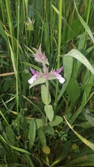 Stachys arabica
