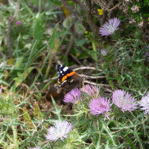 Red Admiral