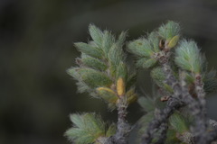 Pimelea mesoa mesoa