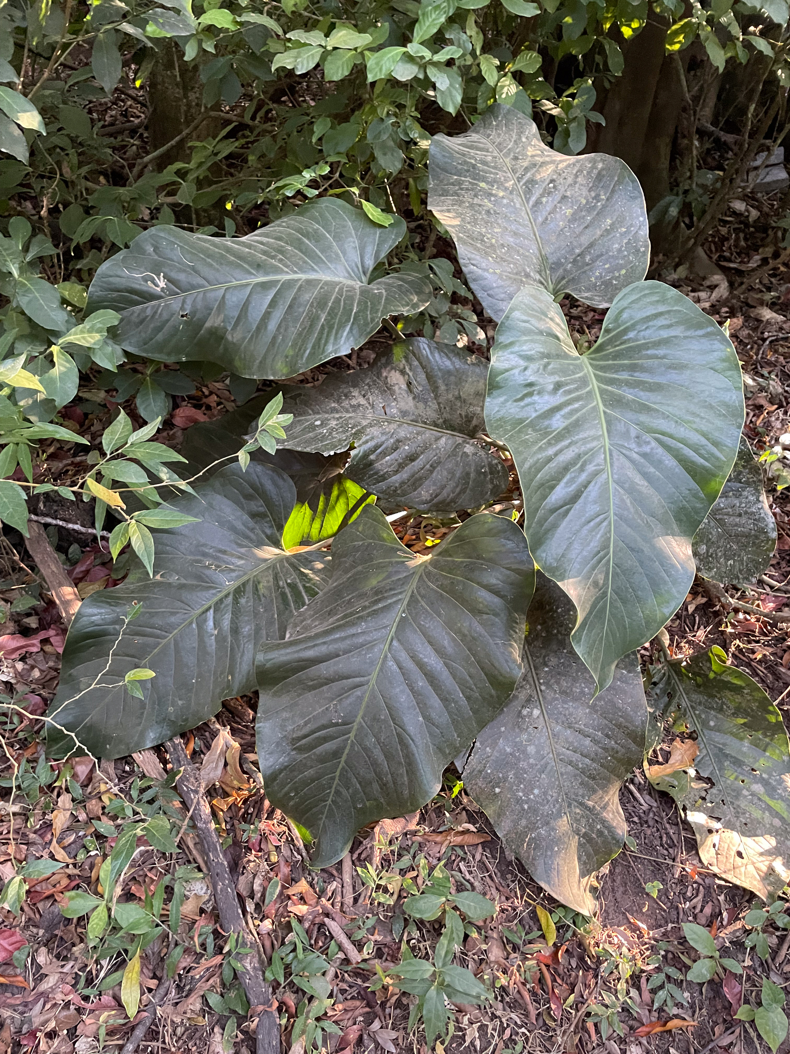 Anthurium ranchoanum
