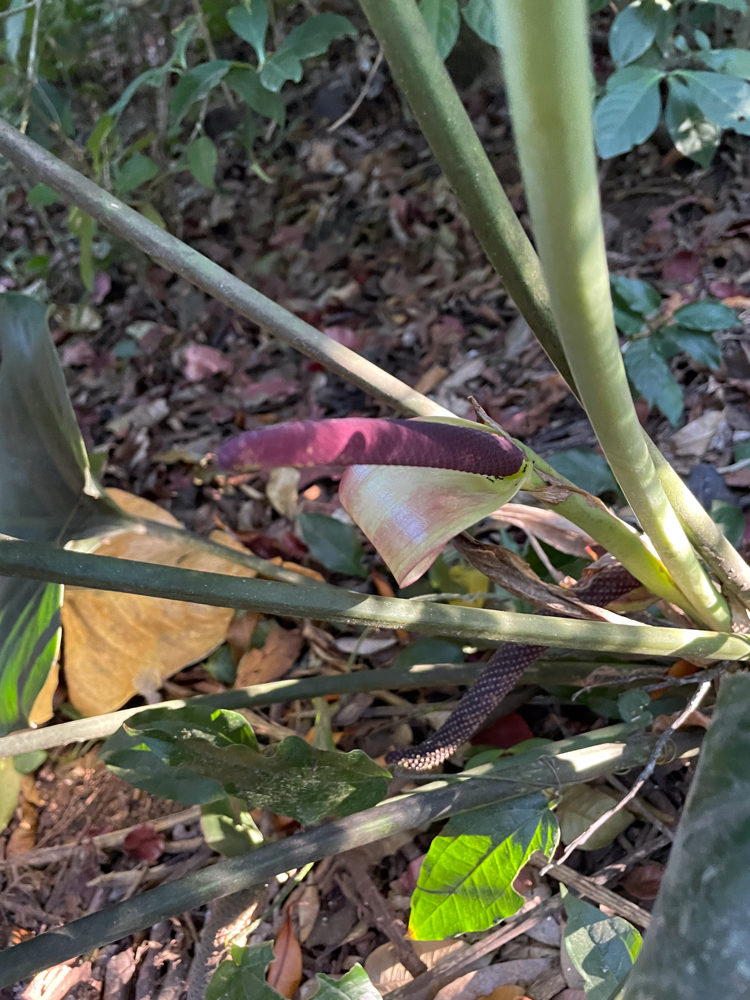 Anthurium ranchoanum 2