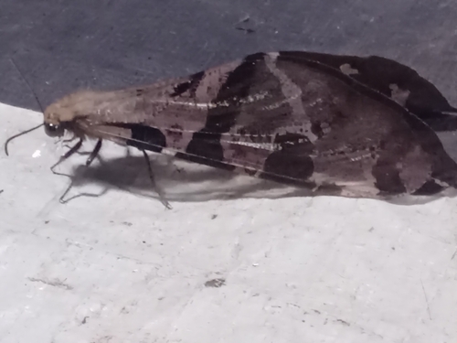 Gloomy Antlion