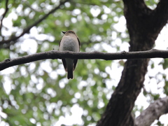 Cyanoptila cyanomelana