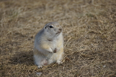 Urocitellus undulatus