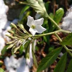 Cardamine heptaphylla