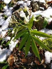Cardamine heptaphylla