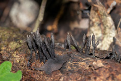 Xylaria apiculata