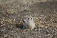 Urocitellus undulatus