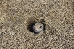 Urocitellus undulatus