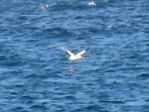 iNaturalist image