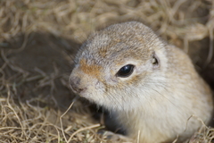 Urocitellus undulatus
