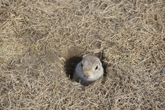 Urocitellus undulatus