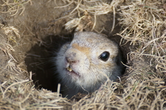 Urocitellus undulatus
