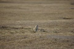 Urocitellus undulatus