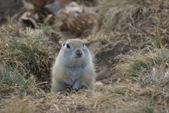 Urocitellus undulatus