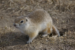 Urocitellus undulatus