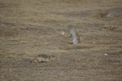 Urocitellus undulatus
