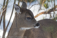 Odocoileus hemionus sitkensis