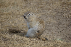 Urocitellus undulatus
