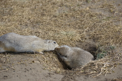 Urocitellus undulatus