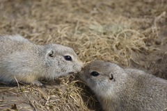 Urocitellus undulatus