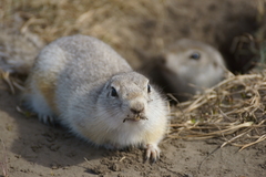 Urocitellus undulatus