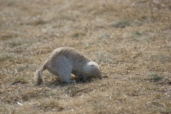 Urocitellus undulatus