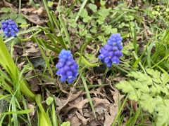 Muscari