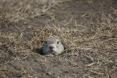 Urocitellus undulatus