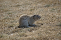 Urocitellus undulatus