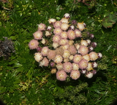 Baccharis caespitosa