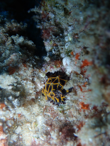 Halgerda wasinensis