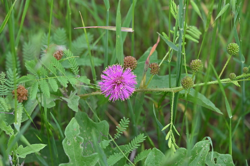 Mimosa quadrivalvis, photograph 5