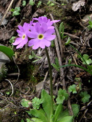 Primula algida