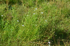 Stellaria ciliatosepala